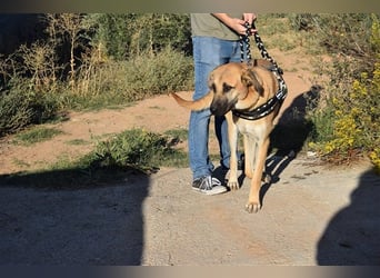 Amara, freundliche Hündin sucht Menschen mit Hundeerfahrung
