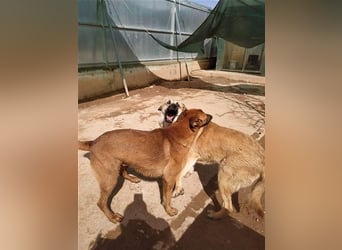 Amara, freundliche Hündin sucht Menschen mit Hundeerfahrung