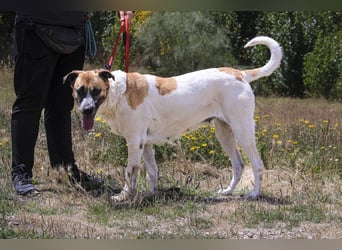 Sanftes Großes Mädchen ♦️ Pearl ♦️in der Cantinho da Milu ⏳ 12/2025