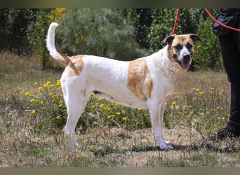 Sanftes Großes Mädchen ♦️ Pearl ♦️in der Cantinho da Milu ⏳ 12/2025