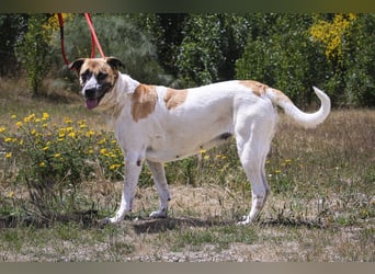 Sanftes Großes Mädchen ♦️ Pearl ♦️in der Cantinho da Milu ⏳ 12/2025