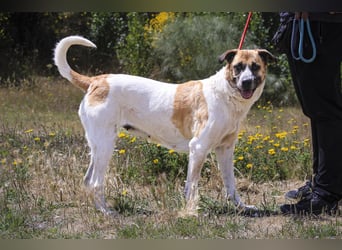 Sanftes Großes Mädchen ♦️ Pearl ♦️in der Cantinho da Milu ⏳ 12/2025