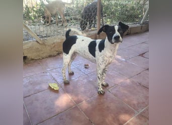 CHAKRA - freundlich, verspielt und intelligent CHAKRA - freundlich, verspielt und intelligent