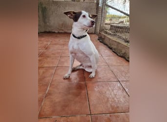 Süße CUQUI-anpassungsfähig, folgsam,hochmotiviert-wer bietet ihr ein liebevolles "Für-immer Zuhause"