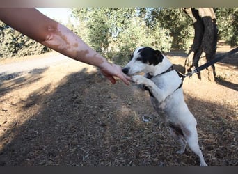 Volltreffer LAKI-steckt voller Energie, Lebensfreude mit gutem Gemüt sucht sehnsüchtig ihre Familie