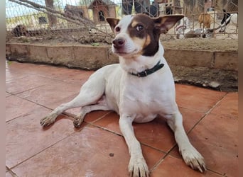 Süße CUQUI-anpassungsfähig, folgsam,hochmotiviert-wer bietet ihr ein liebevolles "Für-immer Zuhause"