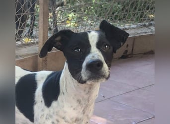 CHAKRA - freundlich, verspielt und intelligent CHAKRA - freundlich, verspielt und intelligent