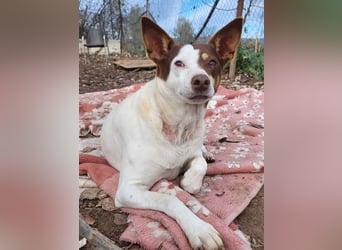 Süße CUQUI-anpassungsfähig, folgsam,hochmotiviert-wer bietet ihr ein liebevolles "Für-immer Zuhause"