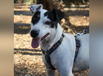 Volltreffer LAKI-steckt voller Energie, Lebensfreude mit gutem Gemüt sucht sehnsüchtig ihre Familie