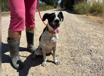 CHAKRA - freundlich, verspielt und intelligent CHAKRA - freundlich, verspielt und intelligent