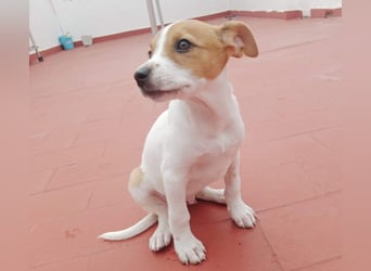 JACKIE-gut sozialisierter, unbeschwerter, liebevoller Schatz sucht sein Für-immer-Zuhause