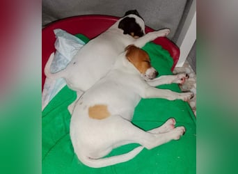 JACKIE-gut sozialisierter, unbeschwerter, liebevoller Schatz sucht sein Für-immer-Zuhause