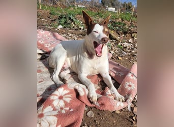 Süße CUQUI-anpassungsfähig, folgsam,hochmotiviert-wer bietet ihr ein liebevolles "Für-immer Zuhause"