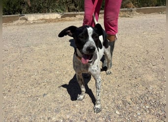 CHAKRA - freundlich, verspielt und intelligent CHAKRA - freundlich, verspielt und intelligent