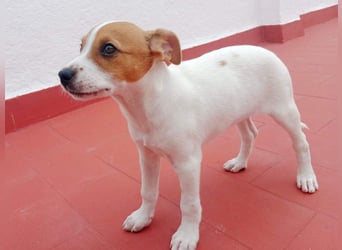 JACKIE-gut sozialisierter, unbeschwerter, liebevoller Schatz sucht sein Für-immer-Zuhause