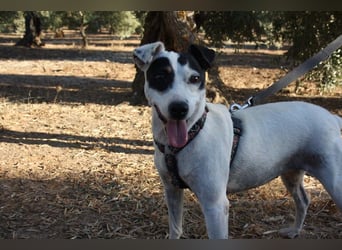 Volltreffer LAKI-steckt voller Energie, Lebensfreude mit gutem Gemüt sucht sehnsüchtig ihre Familie