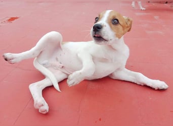 JACKIE-gut sozialisierter, unbeschwerter, liebevoller Schatz sucht sein Für-immer-Zuhause