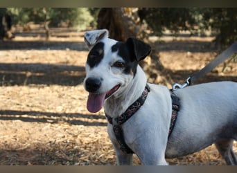 Volltreffer LAKI-steckt voller Energie, Lebensfreude mit gutem Gemüt sucht sehnsüchtig ihre Familie