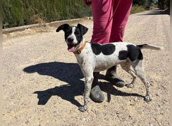 CHAKRA - freundlich, verspielt und intelligent CHAKRA - freundlich, verspielt und intelligent