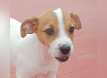 JACKIE-gut sozialisierter, unbeschwerter, liebevoller Schatz sucht sein Für-immer-Zuhause