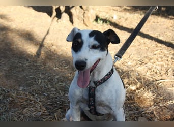 Volltreffer LAKI-steckt voller Energie, Lebensfreude mit gutem Gemüt sucht sehnsüchtig ihre Familie