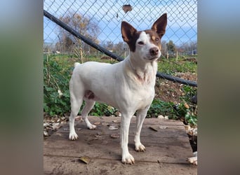 Süße CUQUI-anpassungsfähig, folgsam,hochmotiviert-wer bietet ihr ein liebevolles "Für-immer Zuhause"