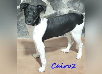 Cairo2 geb. 06/2025 (ESP) - menschenbezogener und sozialer Bodeguero Ratonero Andaluz Welpe!