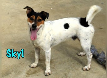 Sky1 geb. 09/2023 (ESP) - verschmuster und verspielter kleiner Bodeguero! Sky1 geb. 09/2023 (ESP) - verschmuster und verspielter kleiner Bodeguero!