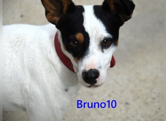 Bruno10 geb. 02/2025 (ESP) - verschmuster und menschenbezogener Bodeguero Ratonero Andaluz Welpe!