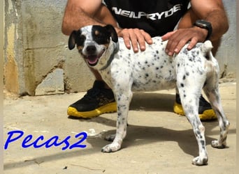 Pecas2 geb. 09/2020 (ESP) - sehr lieber, kleiner Bodeguero sucht das Glück!