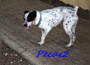 Pecas2 geb. 09/2020 (ESP) - sehr lieber, kleiner Bodeguero sucht das Glück!