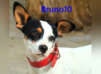 Bruno10 geb. 02/2025 (ESP) - verschmuster und menschenbezogener Bodeguero Ratonero Andaluz Welpe!