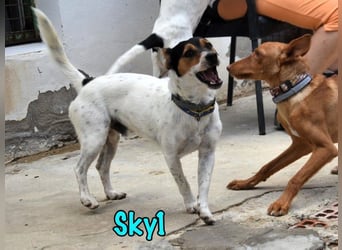 Sky1 geb. 09/2023 (ESP) - verschmuster und verspielter kleiner Bodeguero! Sky1 geb. 09/2023 (ESP) - verschmuster und verspielter kleiner Bodeguero!