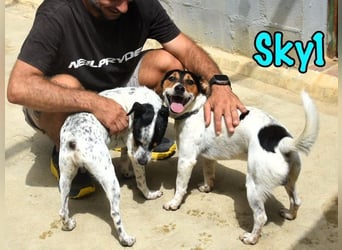 Sky1 geb. 09/2023 (ESP) - verschmuster und verspielter kleiner Bodeguero! Sky1 geb. 09/2023 (ESP) - verschmuster und verspielter kleiner Bodeguero!