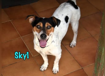 Sky1 geb. 09/2023 (ESP) - verschmuster und verspielter kleiner Bodeguero! Sky1 geb. 09/2023 (ESP) - verschmuster und verspielter kleiner Bodeguero!