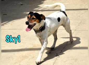 Sky1 geb. 09/2023 (ESP) - verschmuster und verspielter kleiner Bodeguero! Sky1 geb. 09/2023 (ESP) - verschmuster und verspielter kleiner Bodeguero!