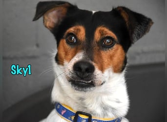 Sky1 geb. 09/2023 (ESP) - verschmuster und verspielter kleiner Bodeguero! Sky1 geb. 09/2023 (ESP) - verschmuster und verspielter kleiner Bodeguero!