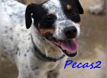 Pecas2 geb. 09/2020 (ESP) - sehr lieber, kleiner Bodeguero sucht das Glück!