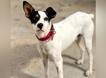 Bruno10 geb. 02/2025 (ESP) - verschmuster und menschenbezogener Bodeguero Ratonero Andaluz Welpe!