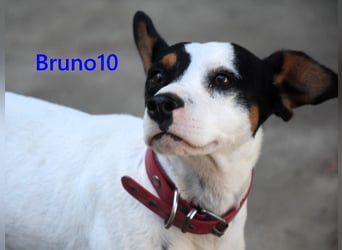 Bruno10 geb. 02/2025 (ESP) - verschmuster und menschenbezogener Bodeguero Ratonero Andaluz Welpe!