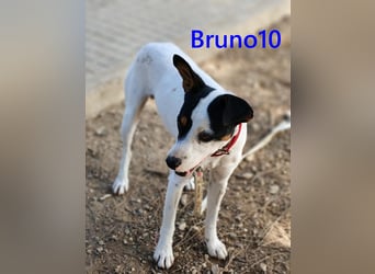 Bruno10 geb. 02/2025 (ESP) - verschmuster und menschenbezogener Bodeguero Ratonero Andaluz Welpe!