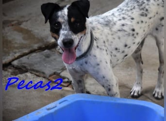 Pecas2 geb. 09/2020 (ESP) - sehr lieber, kleiner Bodeguero sucht das Glück!