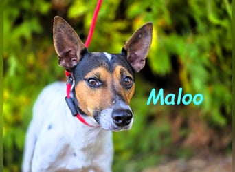 Maloo geb. 11/2022 (ESP) - kleiner Ratonero Bodeguero Andaluz!