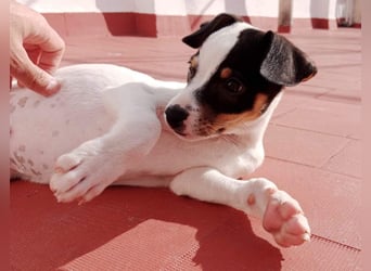 SAURON-gut sozialisierter, unbeschwerter, liebenswerter Bub sucht seine liebevolle Für-immer-Familie