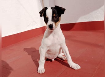 SAURON-gut sozialisierter, unbeschwerter, liebenswerter Bub sucht seine liebevolle Für-immer-Familie