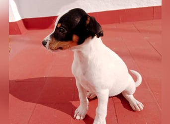 SAURON-gut sozialisierter, unbeschwerter, liebenswerter Bub sucht seine liebevolle Für-immer-Familie