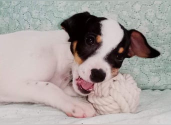 SAURON-gut sozialisierter, unbeschwerter, liebenswerter Bub sucht seine liebevolle Für-immer-Familie