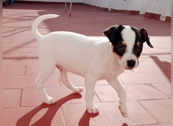 SAURON-gut sozialisierter, unbeschwerter, liebenswerter Bub sucht seine liebevolle Für-immer-Familie