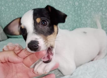 SAURON-gut sozialisierter, unbeschwerter, liebenswerter Bub sucht seine liebevolle Für-immer-Familie