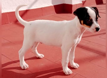 SAURON-gut sozialisierter, unbeschwerter, liebenswerter Bub sucht seine liebevolle Für-immer-Familie